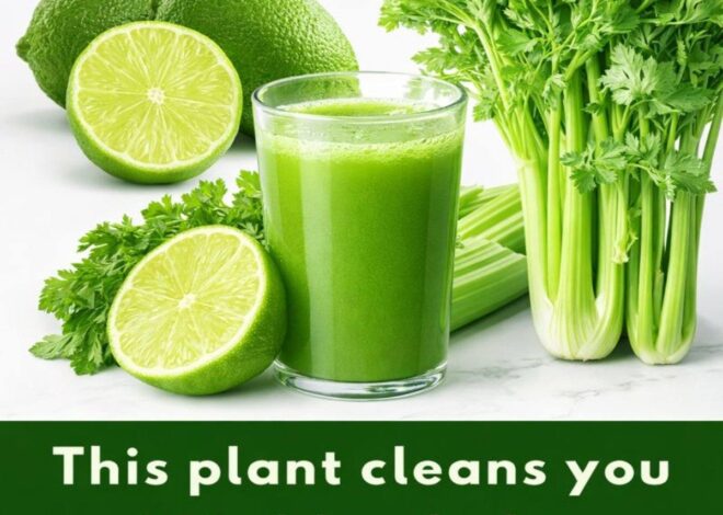 This plant cleans you ALL: blood, skin, kidneys, liver, and more… but do it like this.