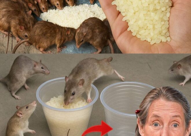 This will make the rats and roaches disappear in just one day…