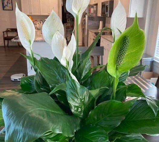 How To Get Your Peace Lily to Flower More – Expert Tips for Lush Blooms