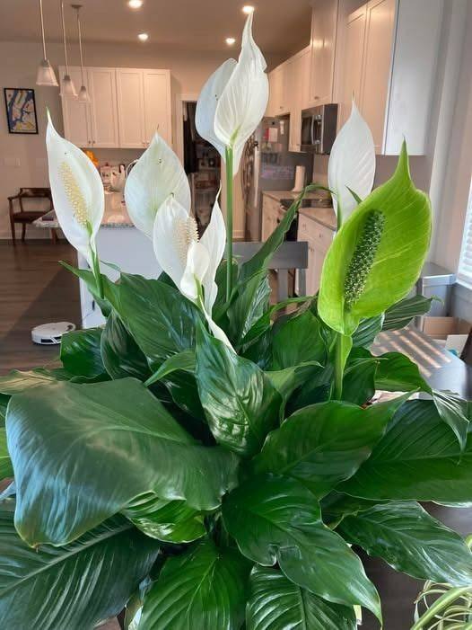 How To Get Your Peace Lily to Flower More – Expert Tips for Lush Blooms